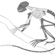 Illustration for article titled Paleontologists have discovered the oldest complete primate skeleton